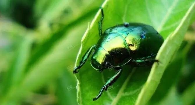 潮汕昆虫图片大全,你不知道的昆虫名称