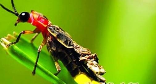 潮汕昆虫图片大全,你不知道的昆虫名称