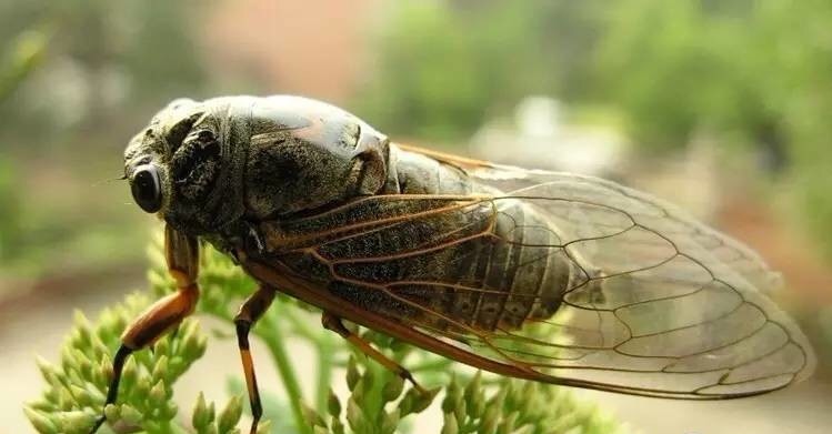 潮汕昆虫图片大全,你不知道的昆虫名称