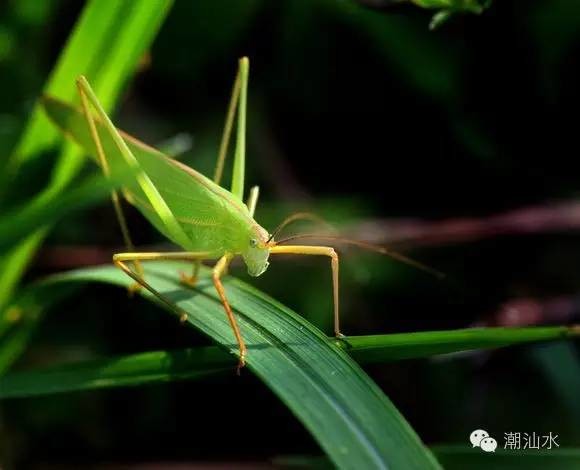 潮汕昆虫图片大全,你不知道的昆虫名称
