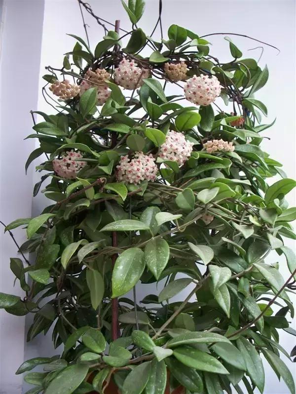 秋天花卉浇水的方法,秋天兰花养护技巧