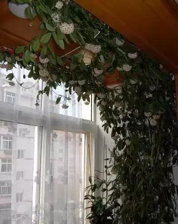 秋天花卉浇水的方法,秋天兰花养护技巧