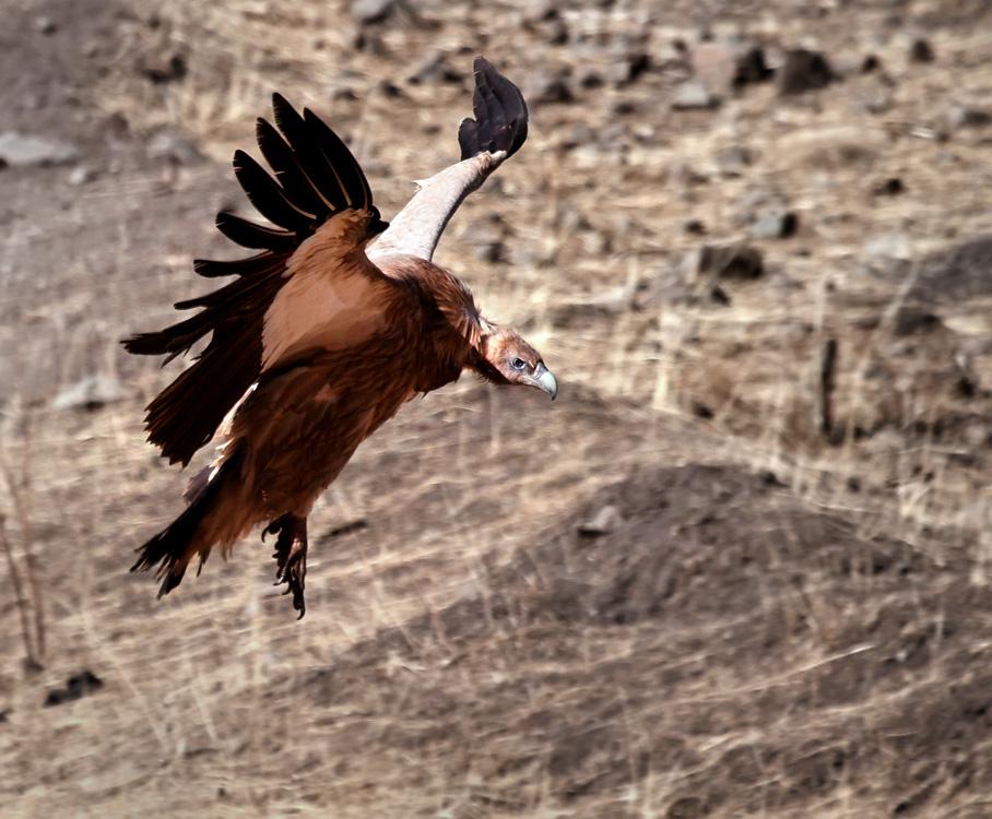 五种虽然可怕但是很温顺的动物,五种可怕的动物