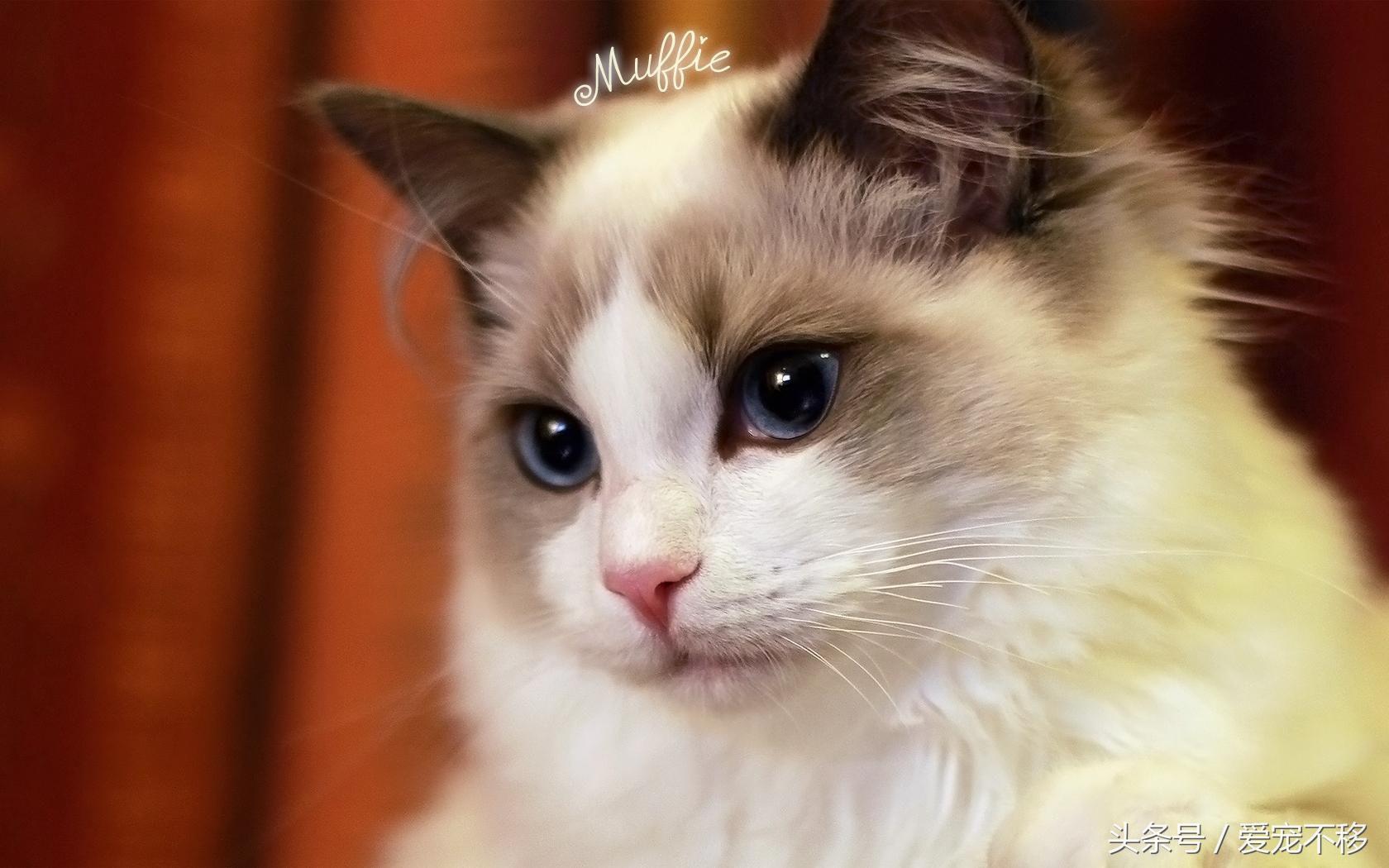 怎么判断一个小奶猫性格好,怎么判断小奶猫羊水干没干净