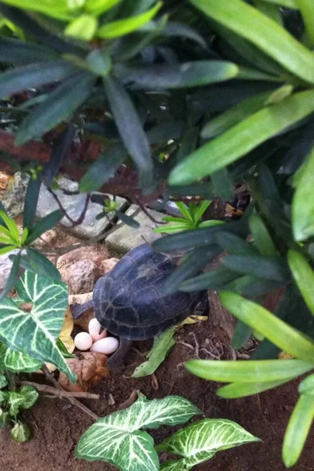 线纹安布闭壳龟吃啥,线安布闭壳龟成体