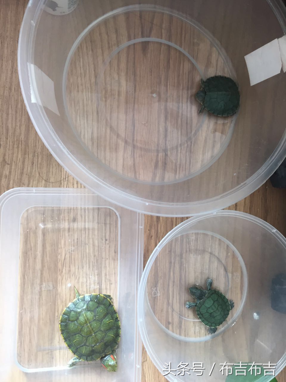 养龟的真实血泪史,养龟的悲剧视频