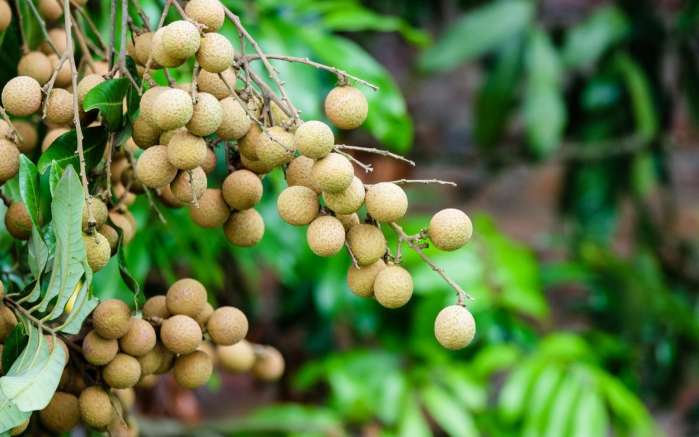 水果小百科美颜小当家，最后一期你还知道那些水果呢｜奇物推荐