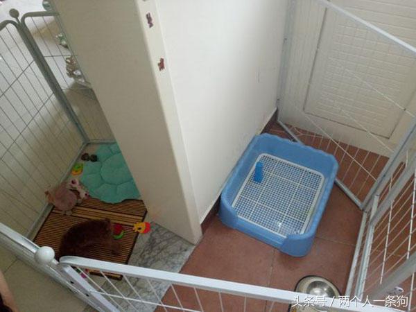 朋友捡到一只狗,捡泰迪照片