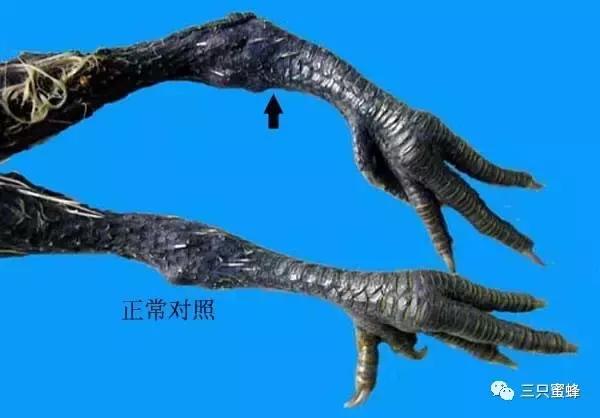 动物园鸟类科普讲解,动物园动物的常见病