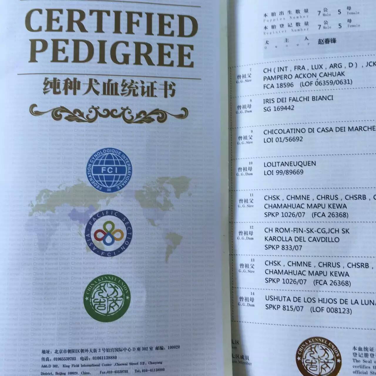 狗的血统证书讲解,犬的血统证书图片