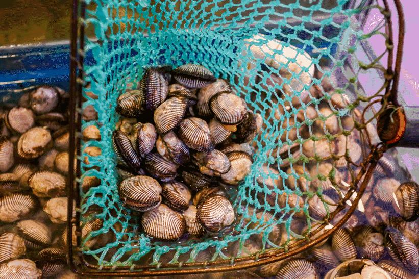开海啦一大波生猛海鲜汹涌来袭,天津开海后的第一波海鲜