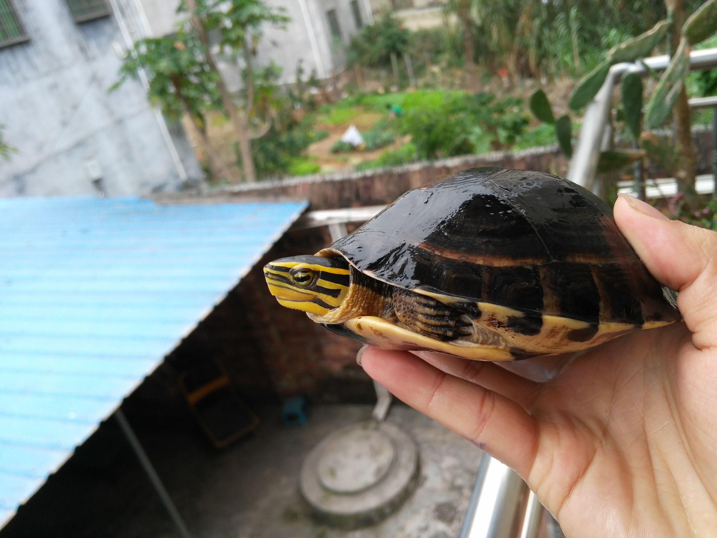 线纹安布闭壳龟吃啥,线安布闭壳龟成体