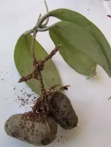 秋天花卉浇水的方法,秋天兰花养护技巧