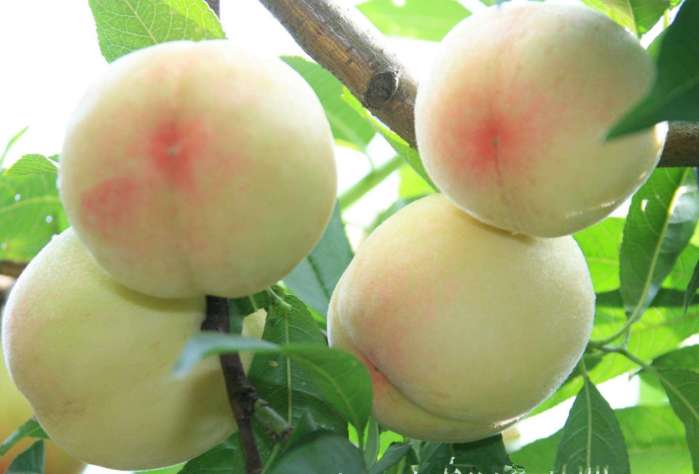 水果小百科美颜小当家，最后一期你还知道那些水果呢｜奇物推荐