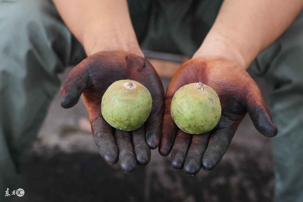 青皮核桃染手多久能消失,核桃染手小妙招