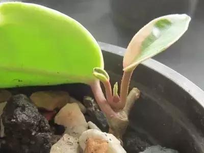 秋天花卉浇水的方法,秋天兰花养护技巧