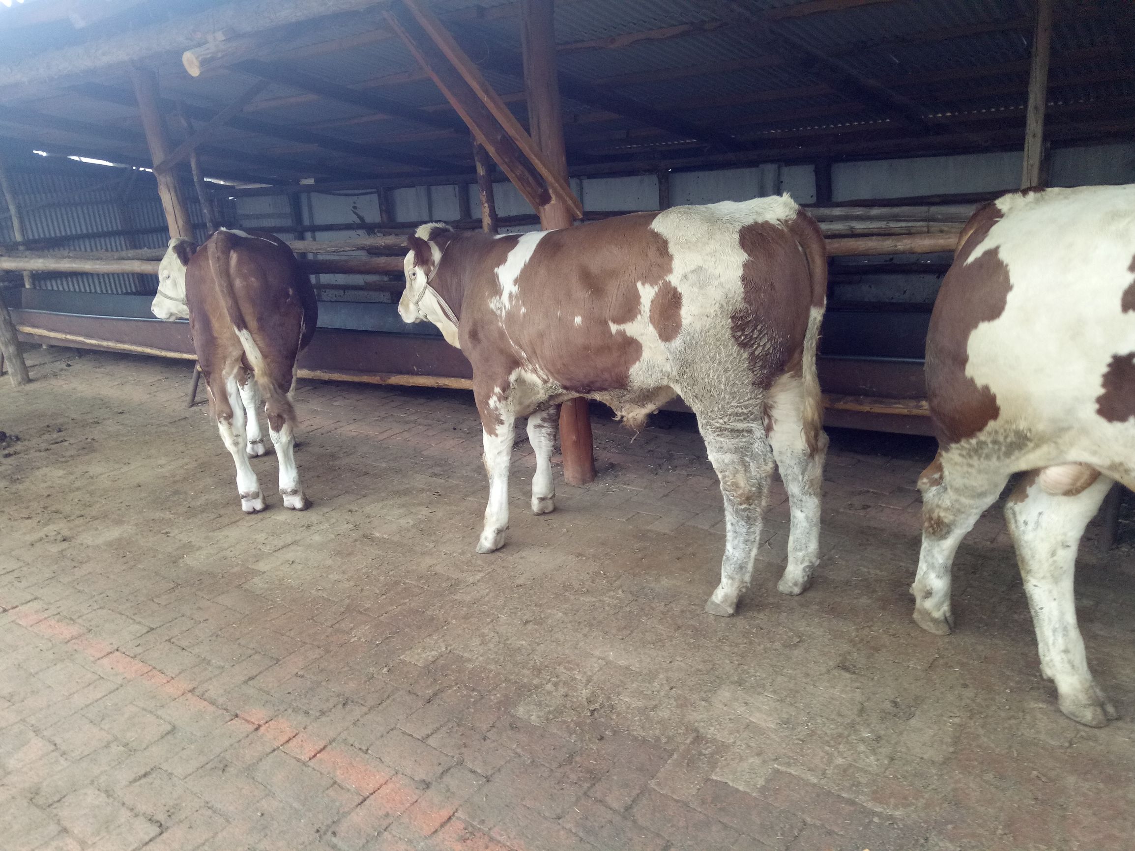 牛的常见病及养殖技术,牛的常见病中药治疗法