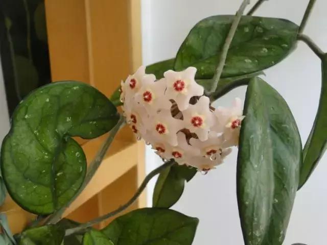 秋天花卉浇水的方法,秋天兰花养护技巧