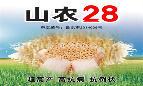 山农28小麦种审定时间,小麦品种山农28适合什么地方种