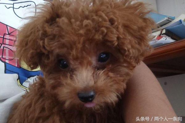 朋友捡到一只狗,捡泰迪照片