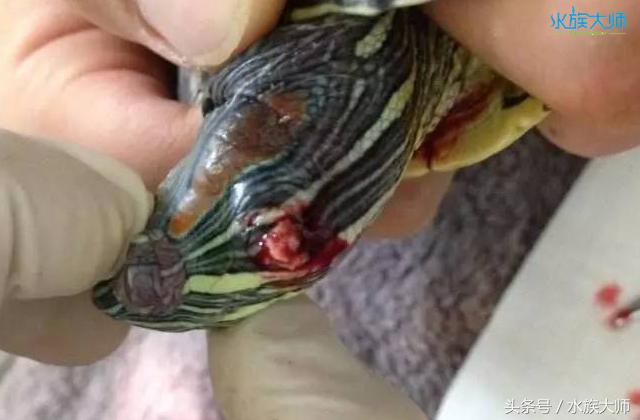 乌龟刚得中耳炎怎么办,宠物龟中耳炎化脓怎么治