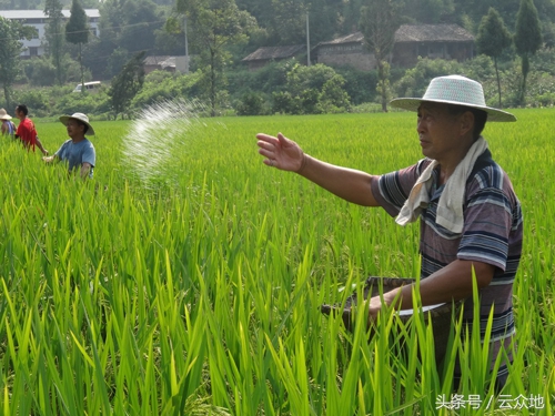 水稻全生育期每亩施肥多少斤,水稻施肥深度对产量的影响