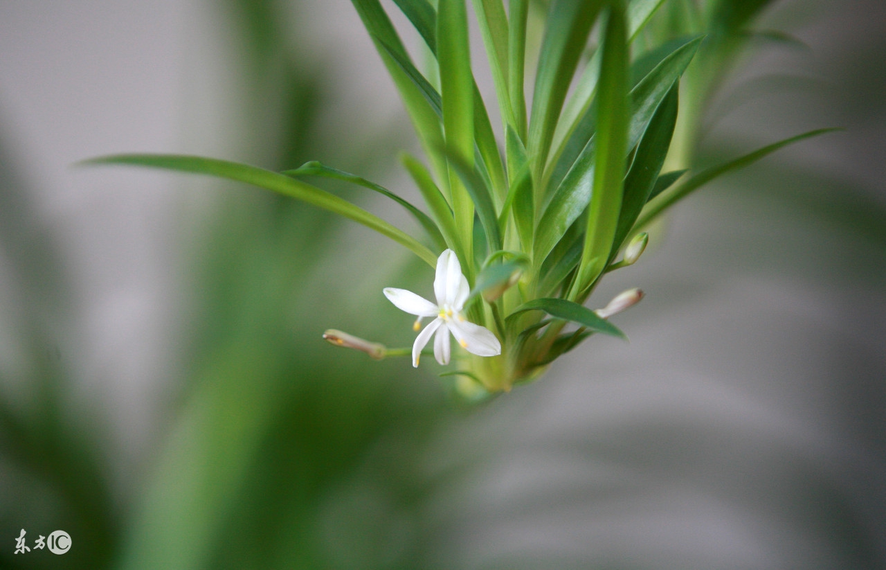 4招教您在家中摆放这些植物，旺财又助运！