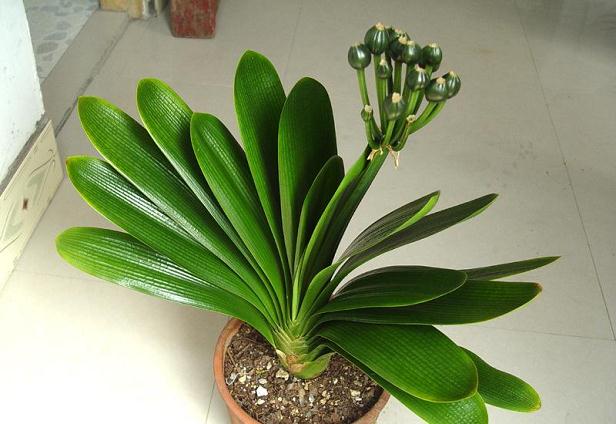 君子兰的养殖方法怎么养才茂盛,开花君子兰的养殖方法和关注事项