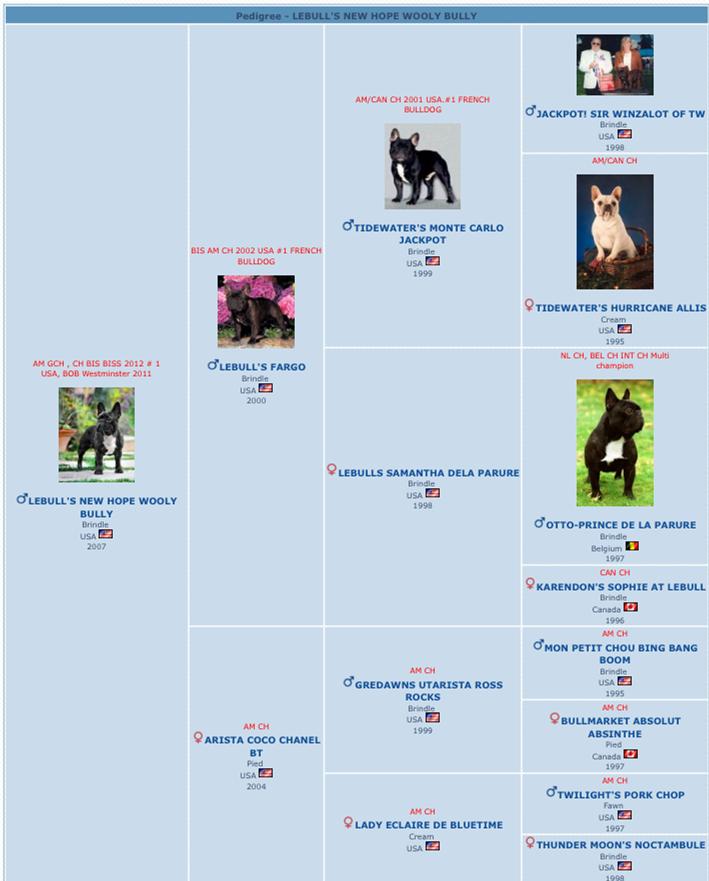 美国akc犬品种大全,法国斗牛犬详情介绍大全