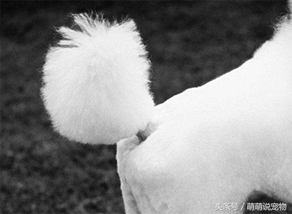 泰迪和贵宾和比熊,断尾泰迪与没有断尾为什么那么贵