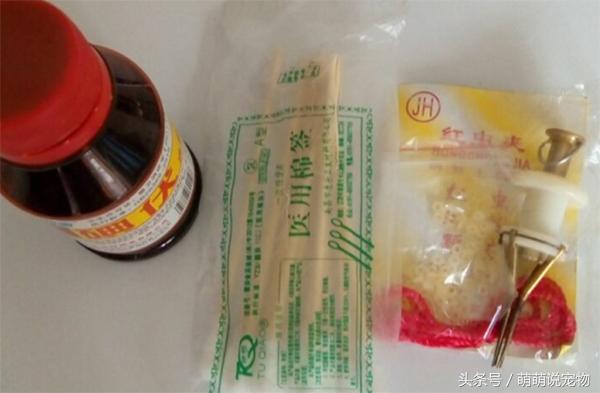 泰迪和贵宾和比熊,断尾泰迪与没有断尾为什么那么贵