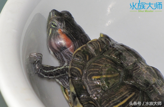 乌龟刚得中耳炎怎么办,宠物龟中耳炎化脓怎么治