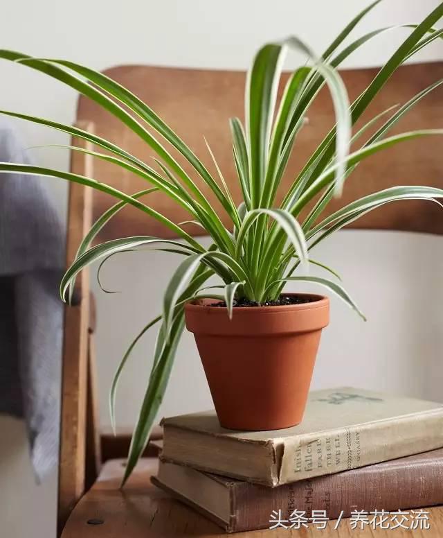 室内吸甲醛最好的绿植是什么,净化室内甲醛的绿植是什么