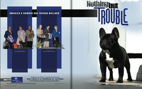 美国akc犬品种大全,法国斗牛犬详情介绍大全