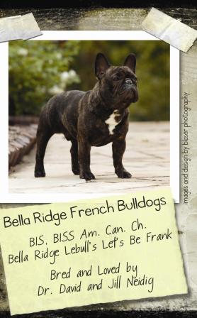 美国akc犬品种大全,法国斗牛犬详情介绍大全