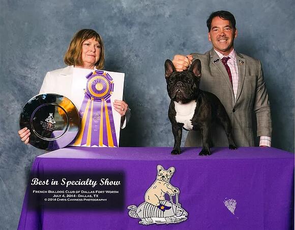 美国akc犬品种大全,法国斗牛犬详情介绍大全