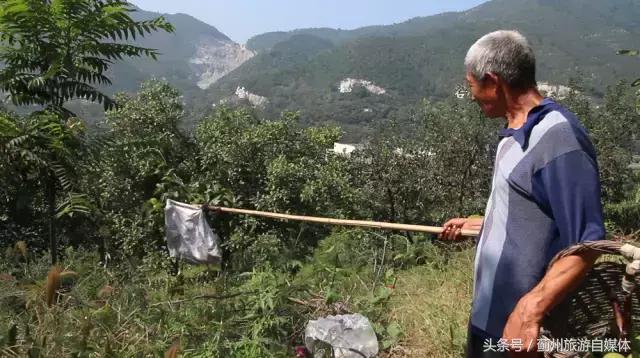 麻核桃蓟县,蓟县野生麻核桃图片