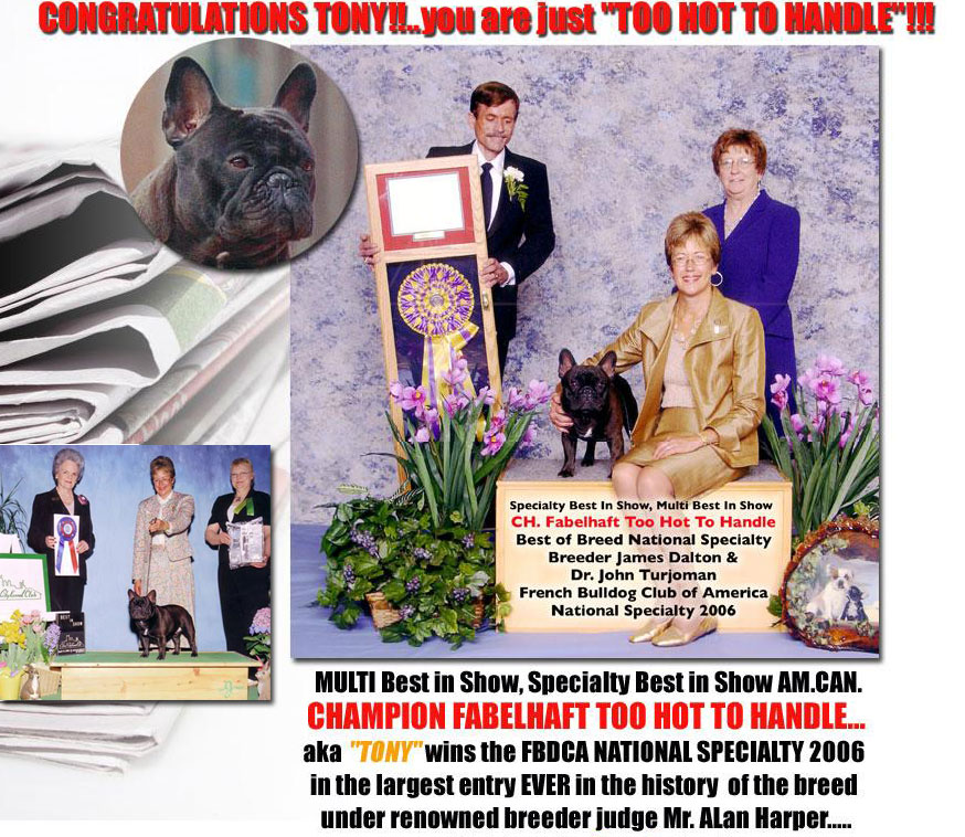 美国akc犬品种大全,法国斗牛犬详情介绍大全