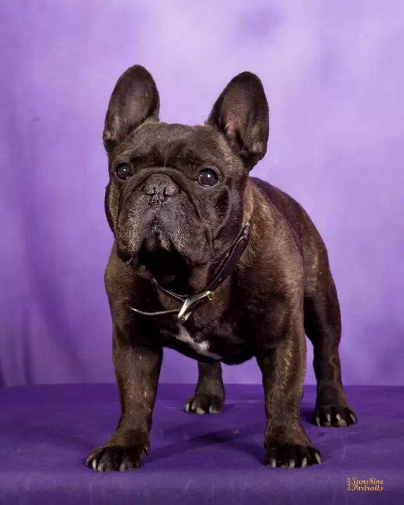 美国akc犬品种大全,法国斗牛犬详情介绍大全