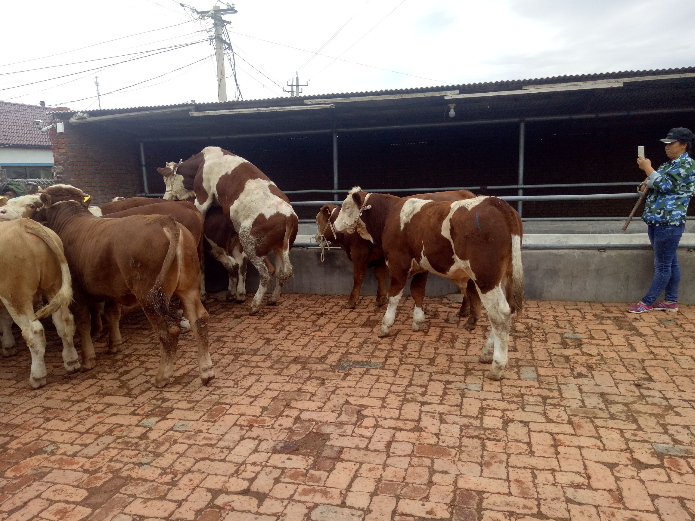 牛的常见病及养殖技术,牛的常见病中药治疗法