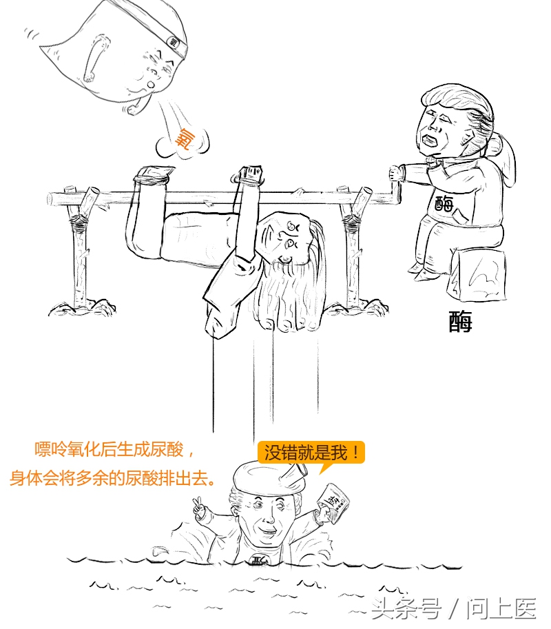 为什么痛风都在脚趾头,痛风形成过程漫画