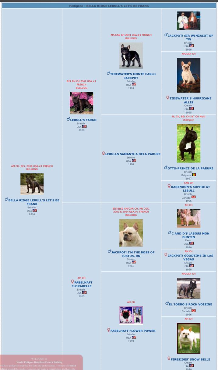 美国akc犬品种大全,法国斗牛犬详情介绍大全