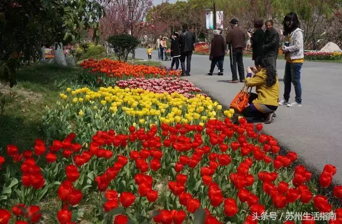 黄桥滨河家园,黄桥景观绿化