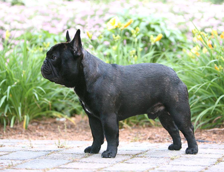 美国akc犬品种大全,法国斗牛犬详情介绍大全