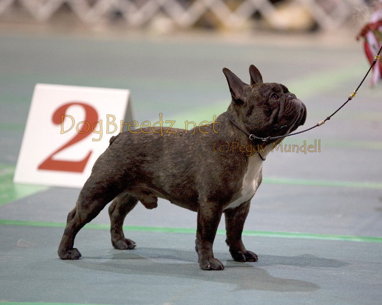 美国akc犬品种大全,法国斗牛犬详情介绍大全