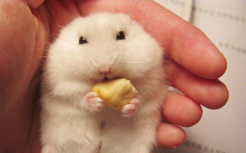 怎么让仓鼠的跑轮变静音,仓鼠跑轮声音大的解决方法