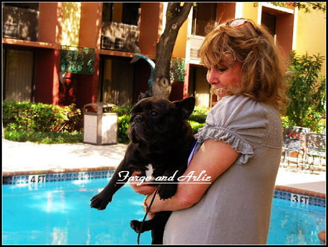 美国akc犬品种大全,法国斗牛犬详情介绍大全