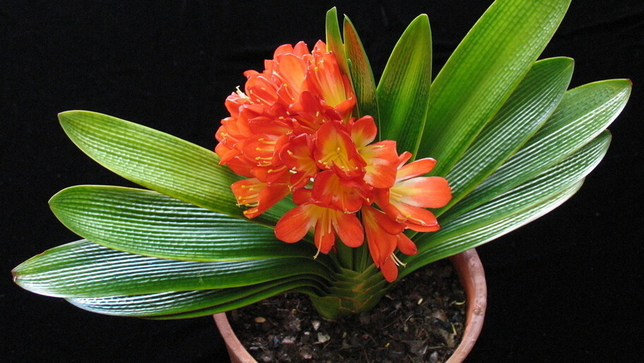 君子兰的养殖方法怎么养才茂盛,开花君子兰的养殖方法和关注事项