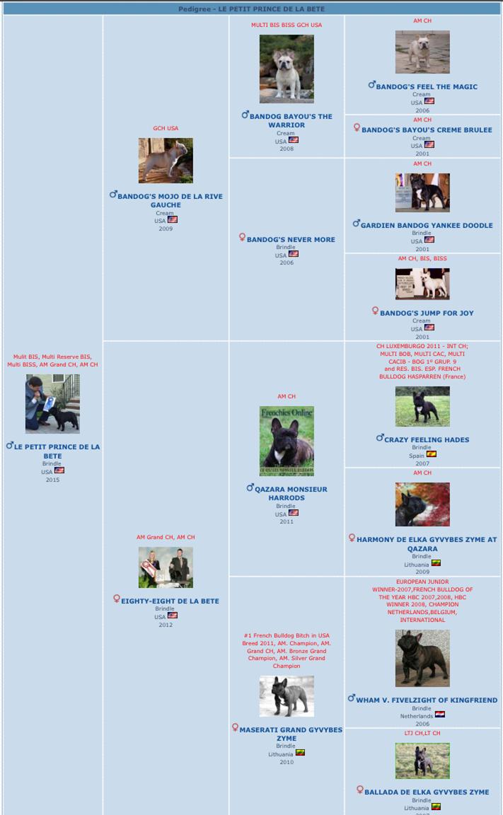 美国akc犬品种大全,法国斗牛犬详情介绍大全