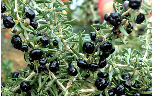 黑枸杞怎么便宜了,黑枸杞有便宜有贵的